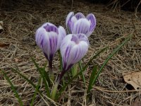 Pierwszy dzień wiosny